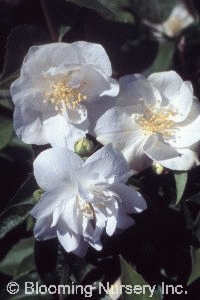 Philadelphus x virginalis 'Natchez'             